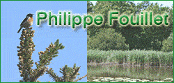 FOUILLET PHILIPPE
