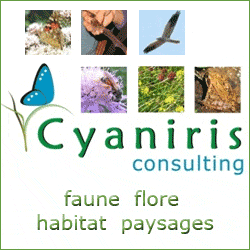CYANIRIS CONSULTING