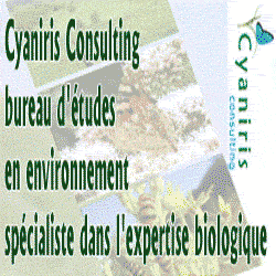 CYANIRIS CONSULTING