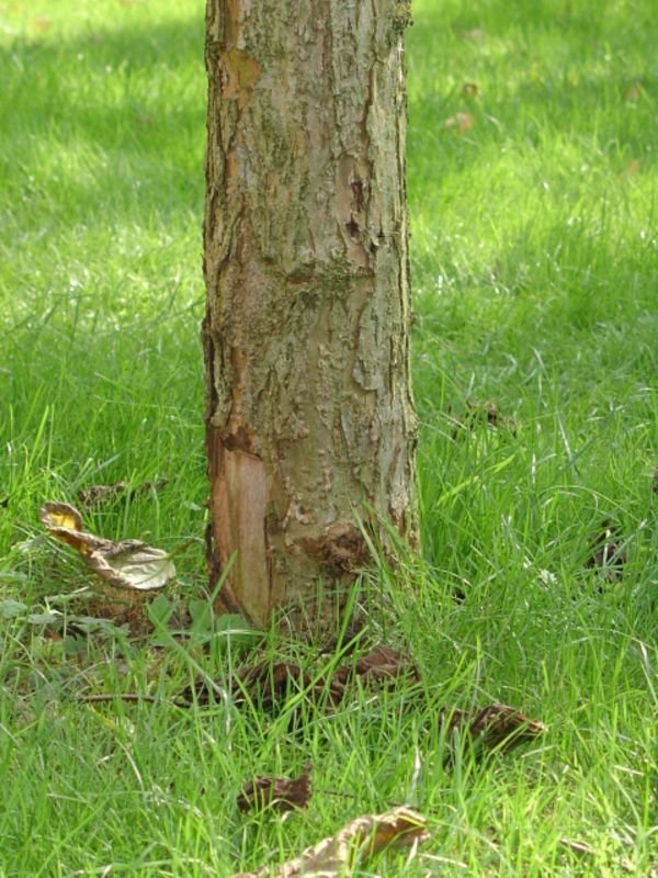 Manchon de protection arbre