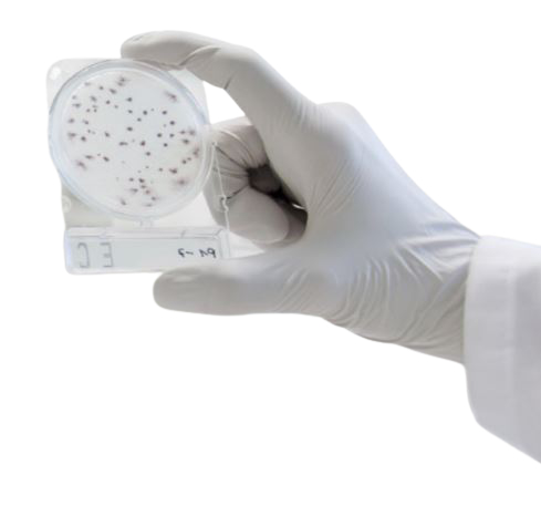 Visuel deCompact Dry Tests microbiens